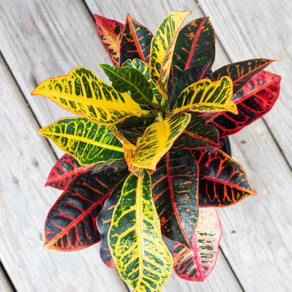 Croton Petra Live Codiaeum Variegatum In 6 Inch Premium Sustainable Ecopots Grey Pot 3 Croton Petra Live Codiaeum Variegatum In 6 Inch Premium Sustainable Ecopots Grey Pot - Image 3