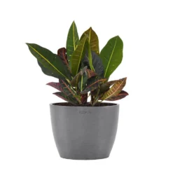 Croton Petra Live Codiaeum Variegatum In 6 Inch Premium Sustainable Ecopots Grey Pot