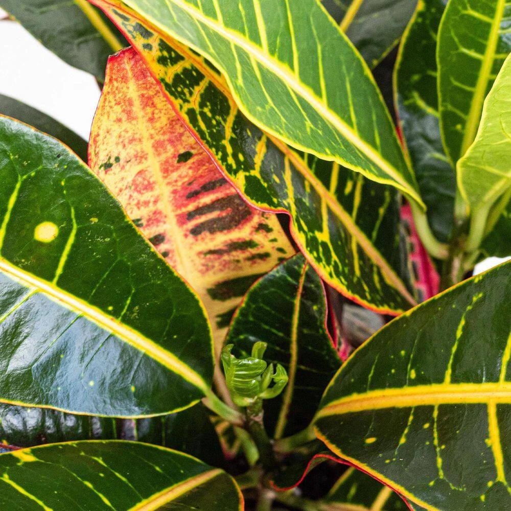 Croton Petra Live Codiaeum Variegatum In 6 Inch Premium Sustainable Ecopots Grey Pot 2 Croton Petra Live Codiaeum Variegatum In 6 Inch Premium Sustainable Ecopots Grey Pot - Image 2