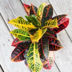 Croton Petra Live Codiaeum Variegatum In 6 Inch Premium Sustainable Ecopots Pure White Pot With Removeable Drainage Plug -United Nursery united nursery house plants cpetra6shpw 4f 1000