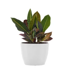Croton Petra Live Codiaeum Variegatum In 6 Inch Premium Sustainable Ecopots Pure White Pot With Removeable Drainage Plug