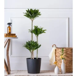 10 In. Dracaena Janet Craig Compacta Plant In Grower Pot -United Nursery united nursery house plants dracjcc10gp 31 1000