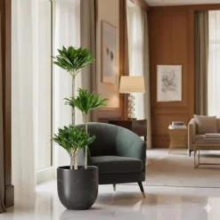 10 In. Dracaena Janet Craig Compacta Plant In Grower Pot -United Nursery united nursery house plants dracjcc10gp 4f 1000