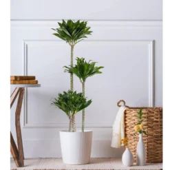 10 In. Dracaena Janet Craig Compacta Plant In White Decor Pot -United Nursery united nursery house plants dracjcc10hw 31 1000