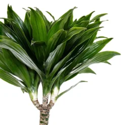 United Nursery -United Nursery united nursery house plants dracjcc10hw c3 1000