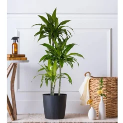 10 In. Dracaena Janet Craig Plant In Grower Pot -United Nursery united nursery house plants dracjcr10gp 31 1000