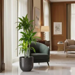 10 In. Dracaena Janet Craig Plant In Grower Pot -United Nursery united nursery house plants dracjcr10gp 4f 1000