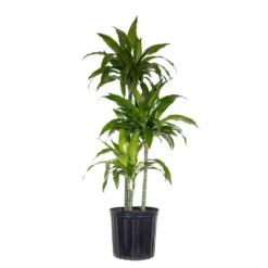 10 In. Dracaena Janet Craig Plant In Grower Pot