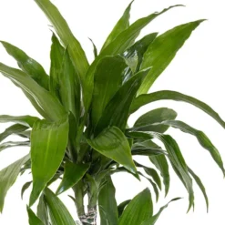 United Nursery -United Nursery united nursery house plants dracjcr10gp c3 1000
