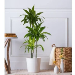 10 In. Dracaena Janet Craig Plant In White Decor Pot 7 10 In. Dracaena Janet Craig Plant In White Decor Pot -United Nursery united nursery house plants dracjcr10hw 31 1000