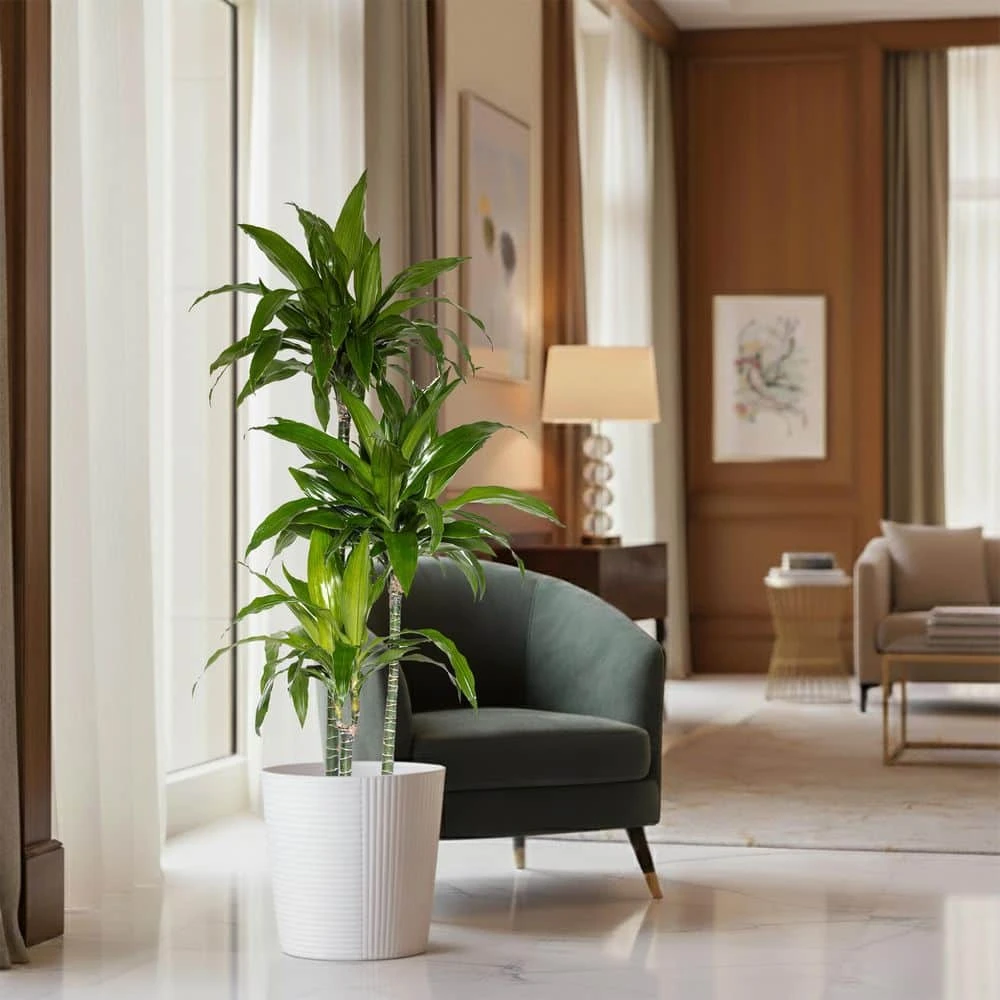 10 In. Dracaena Janet Craig Plant In White Decor Pot 3 10 In. Dracaena Janet Craig Plant In White Decor Pot - Image 3