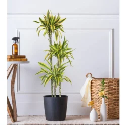 10 In. Dracaena Lemon Lime Plant In Grower Pot 7 10 In. Dracaena Lemon Lime Plant In Grower Pot -United Nursery united nursery house plants dracllime10gp 31 1000