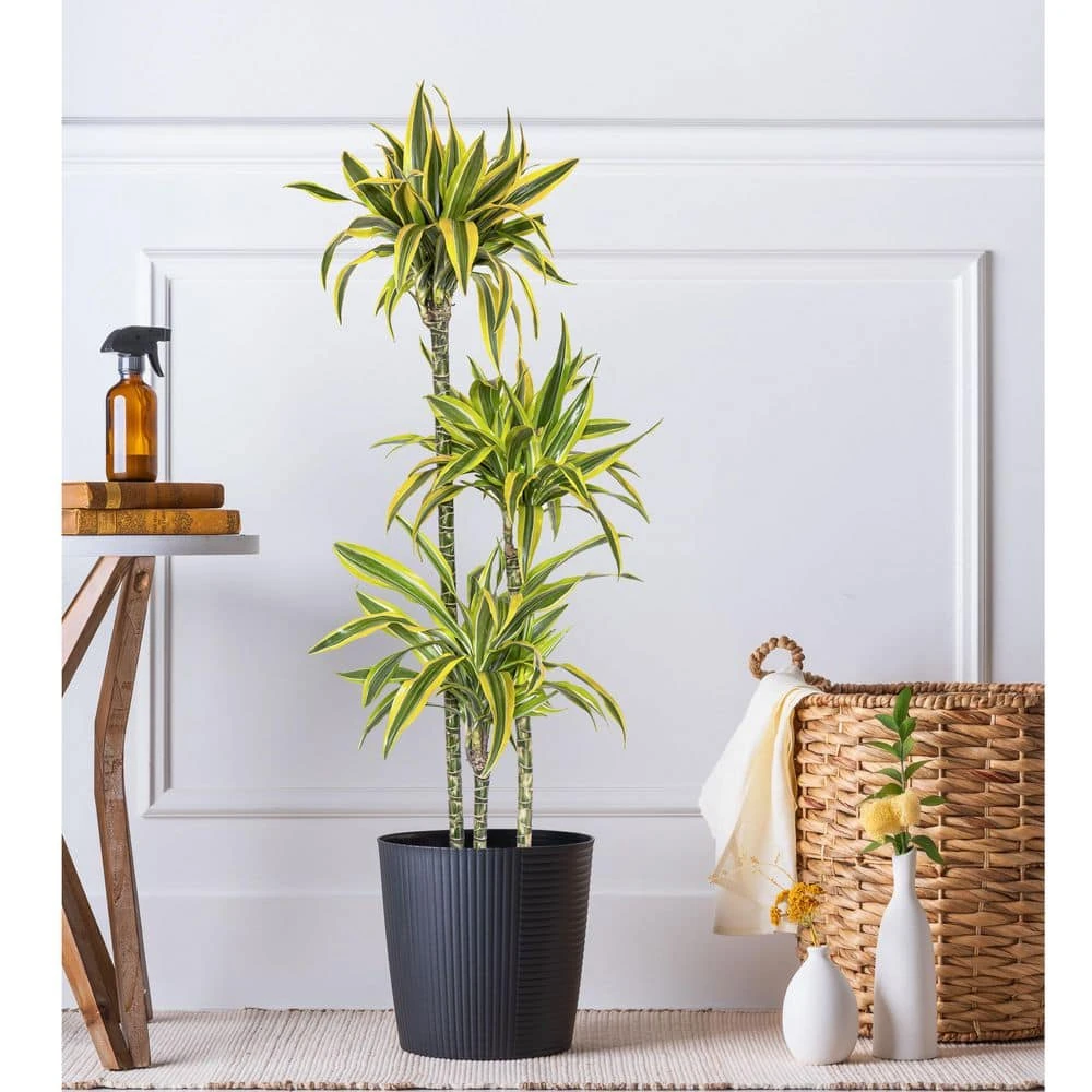 10 In. Dracaena Lemon Lime Plant In Grower Pot 4 10 In. Dracaena Lemon Lime Plant In Grower Pot - Image 4