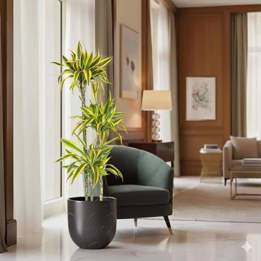 10 In. Dracaena Lemon Lime Plant In Grower Pot 3 10 In. Dracaena Lemon Lime Plant In Grower Pot - Image 3