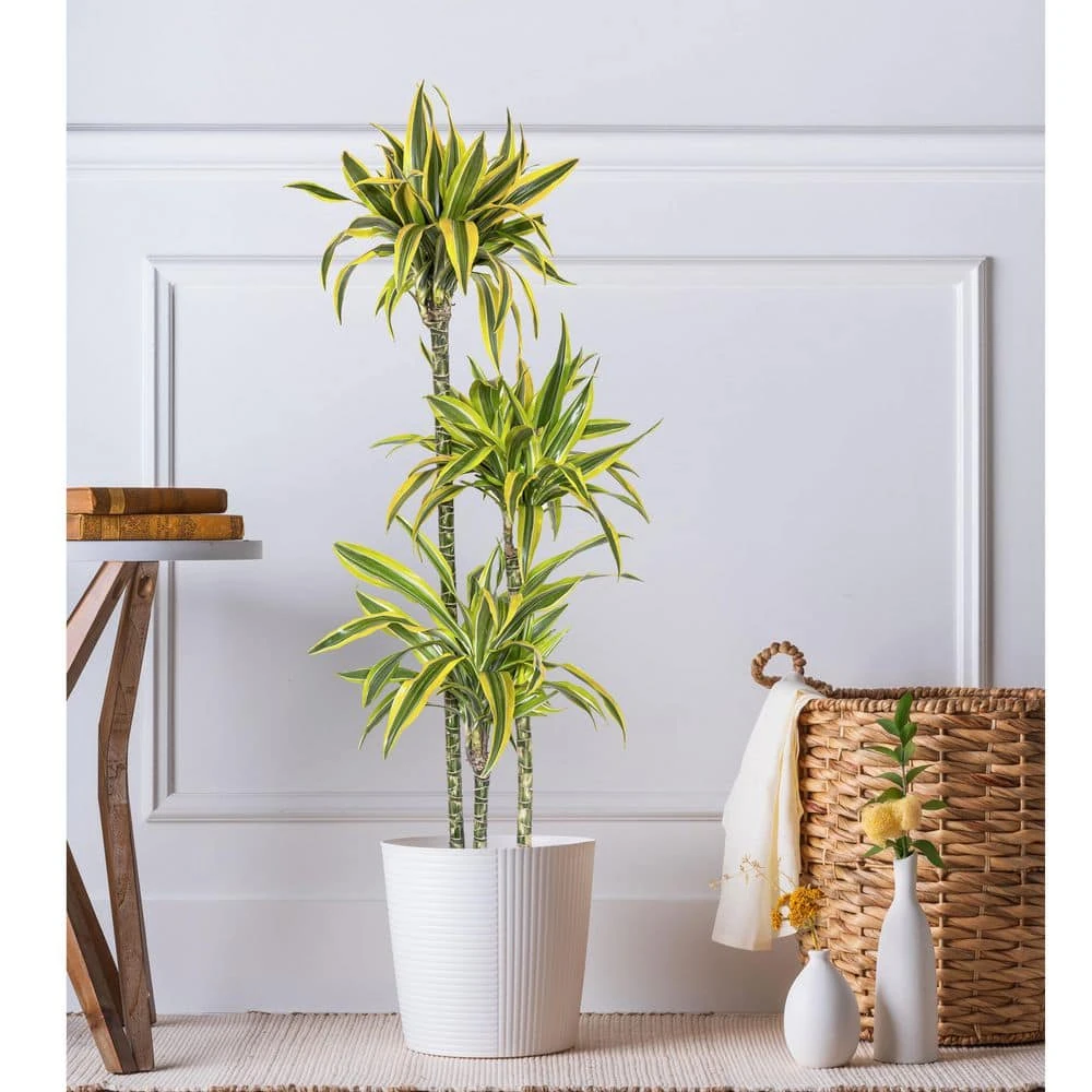 10 In. Dracaena Lemon Lime Plant In White Decor Pot 4 10 In. Dracaena Lemon Lime Plant In White Decor Pot - Image 4