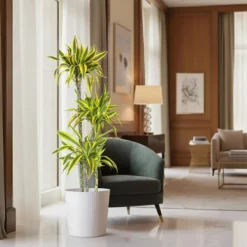 10 In. Dracaena Lemon Lime Plant In White Decor Pot 6 10 In. Dracaena Lemon Lime Plant In White Decor Pot -United Nursery united nursery house plants dracllime10hw 4f 1000