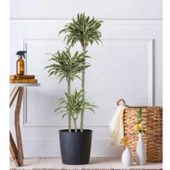 10 In. Dracaena Warneckii Plant Compacta In Grower Pot 7 10 In. Dracaena Warneckii Plant Compacta In Grower Pot -United Nursery united nursery house plants dracwarc10gp 31 1000