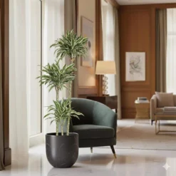 10 In. Dracaena Warneckii Plant Compacta In Grower Pot 6 10 In. Dracaena Warneckii Plant Compacta In Grower Pot -United Nursery united nursery house plants dracwarc10gp 4f 1000