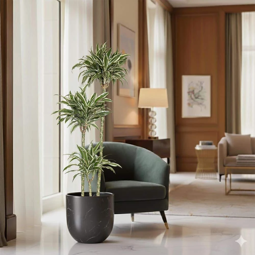 10 In. Dracaena Warneckii Plant Compacta In Grower Pot 3 10 In. Dracaena Warneckii Plant Compacta In Grower Pot - Image 3