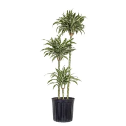10 In. Dracaena Warneckii Plant Compacta In Grower Pot