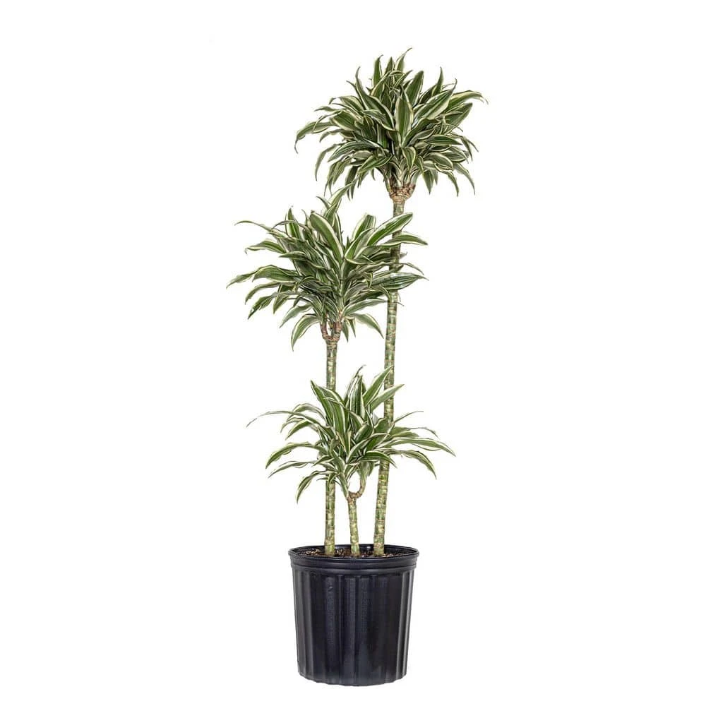 10 In. Dracaena Warneckii Plant Compacta In Grower Pot 1 10 In. Dracaena Warneckii Plant Compacta In Grower Pot