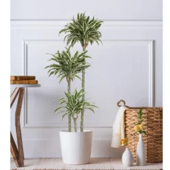 10 In. Dracaena Warneckii Plant Compacta In White Decor Pot 7 10 In. Dracaena Warneckii Plant Compacta In White Decor Pot -United Nursery united nursery house plants dracwarc10hw 31 1000