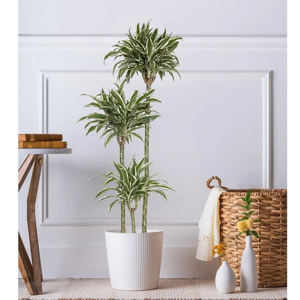 10 In. Dracaena Warneckii Plant Compacta In White Decor Pot 4 10 In. Dracaena Warneckii Plant Compacta In White Decor Pot - Image 4