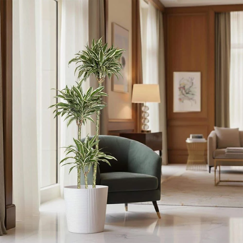 10 In. Dracaena Warneckii Plant Compacta In White Decor Pot 3 10 In. Dracaena Warneckii Plant Compacta In White Decor Pot - Image 3