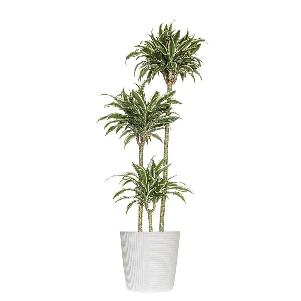 10 In. Dracaena Warneckii Plant Compacta In White Decor Pot 1 10 In. Dracaena Warneckii Plant Compacta In White Decor Pot