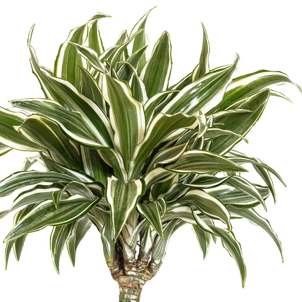 10 In. Dracaena Warneckii Plant Compacta In White Decor Pot 2 10 In. Dracaena Warneckii Plant Compacta In White Decor Pot - Image 2