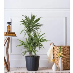 10 In. Dracaena Warneckii Plant In Grower Pot 7 10 In. Dracaena Warneckii Plant In Grower Pot -United Nursery united nursery house plants dracwarr10gp 31 1000