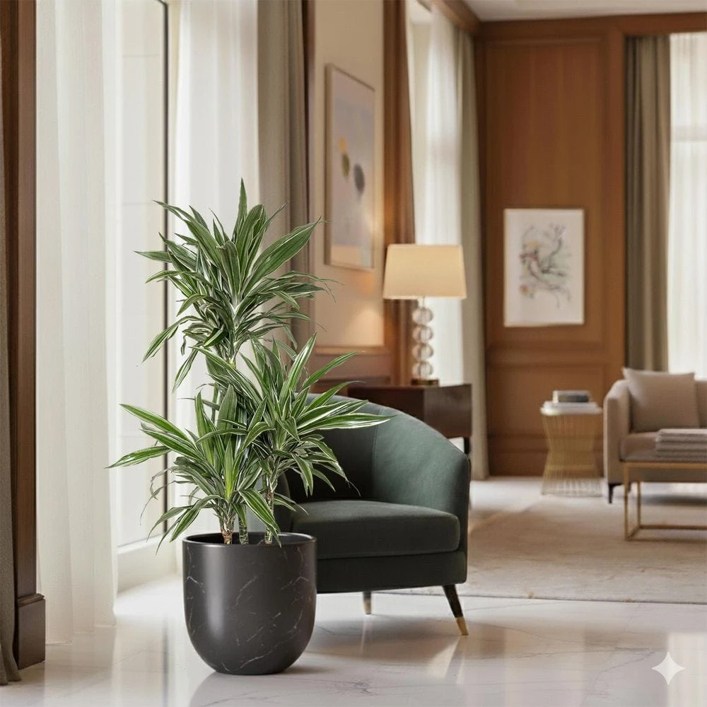 10 In. Dracaena Warneckii Plant In Grower Pot 3 10 In. Dracaena Warneckii Plant In Grower Pot - Image 3