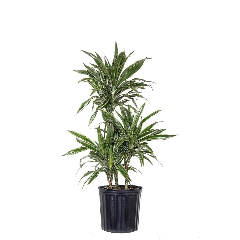 10 In. Dracaena Warneckii Plant In Grower Pot 1 10 In. Dracaena Warneckii Plant In Grower Pot