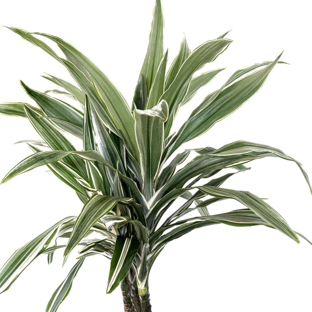10 In. Dracaena Warneckii Plant In Grower Pot 2 10 In. Dracaena Warneckii Plant In Grower Pot - Image 2
