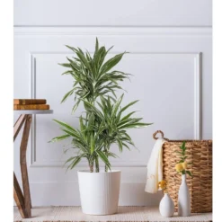 10 In. Dracaena Warneckii Plant In White Decor Pot 7 10 In. Dracaena Warneckii Plant In White Decor Pot -United Nursery united nursery house plants dracwarr10hw 31 1000