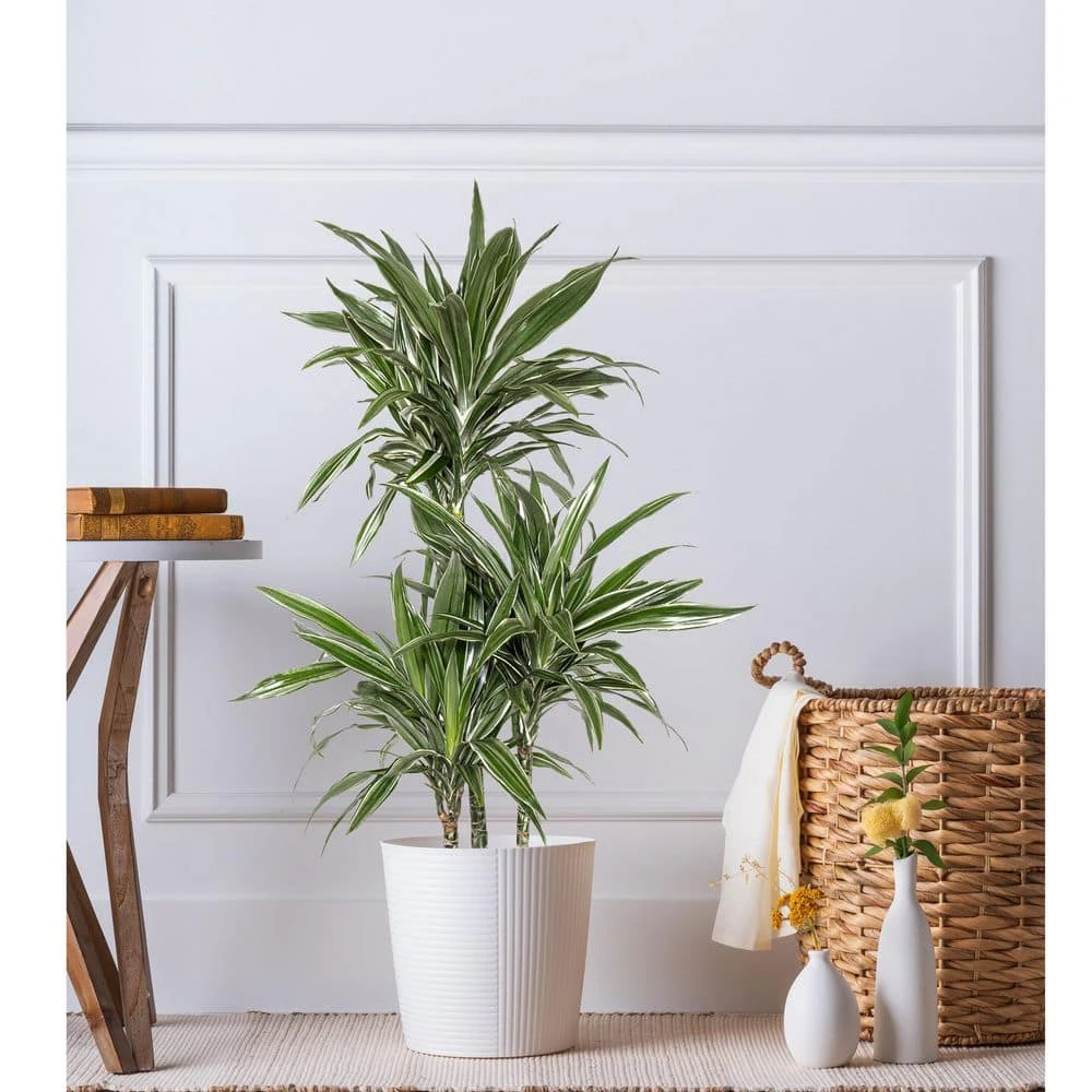 10 In. Dracaena Warneckii Plant In White Decor Pot 4 10 In. Dracaena Warneckii Plant In White Decor Pot - Image 4