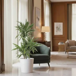 10 In. Dracaena Warneckii Plant In White Decor Pot 6 10 In. Dracaena Warneckii Plant In White Decor Pot -United Nursery united nursery house plants dracwarr10hw 4f 1000