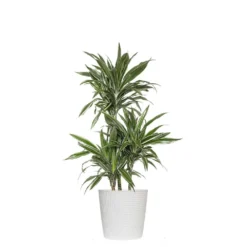 10 In. Dracaena Warneckii Plant In White Decor Pot