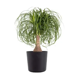 Ponytail Palm Beaucarnea Recurvata Elephants Foot Live Plant In 10 Inch Premium Sustainable Ecopots Dark Grey Pot