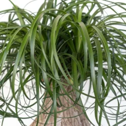 Ponytail Palm Beaucarnea Recurvata Elephants Foot Indoor Outdoor Plant In 10 Inch Premium Sustainable Ecopots Grey Pot 13 Ponytail Palm Beaucarnea Recurvata Elephants Foot Indoor Outdoor Plant In 10 Inch Premium Sustainable Ecopots Grey Pot -United Nursery united nursery house plants efoot10gray 44 1000
