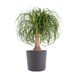 Ponytail Palm Beaucarnea Recurvata Elephants Foot Indoor Outdoor Plant In 10 Inch Premium Sustainable Ecopots Grey Pot