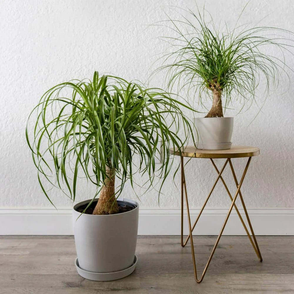 Ponytail Palm Beaucarnea Recurvata Elephants Foot Indoor Outdoor Plant In 10 Inch Premium Sustainable Ecopots Grey Pot 3 Ponytail Palm Beaucarnea Recurvata Elephants Foot Indoor Outdoor Plant In 10 Inch Premium Sustainable Ecopots Grey Pot - Image 3