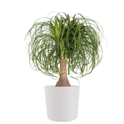 Ponytail Palm Beaucarnea Recurvata Elephants Foot Live Plant In 10 Inch Premium Sustainable Ecopots Pure White Pot