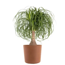 Ponytail Palm Beaucarnea Recurvata Elephants Foot Indoor Outdoor Plant In 10 Inch Premium Sustainable Terracotta Pot