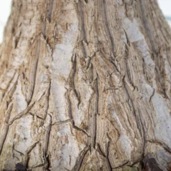 Ponytail Palm Beaucarnea Recurvata Elephants Foot Live Plant In 10 Inch Premium Sustainable Ecopots White Grey Pot 12 Ponytail Palm Beaucarnea Recurvata Elephants Foot Live Plant In 10 Inch Premium Sustainable Ecopots White Grey Pot -United Nursery united nursery house plants efoot10wg 1f 1000