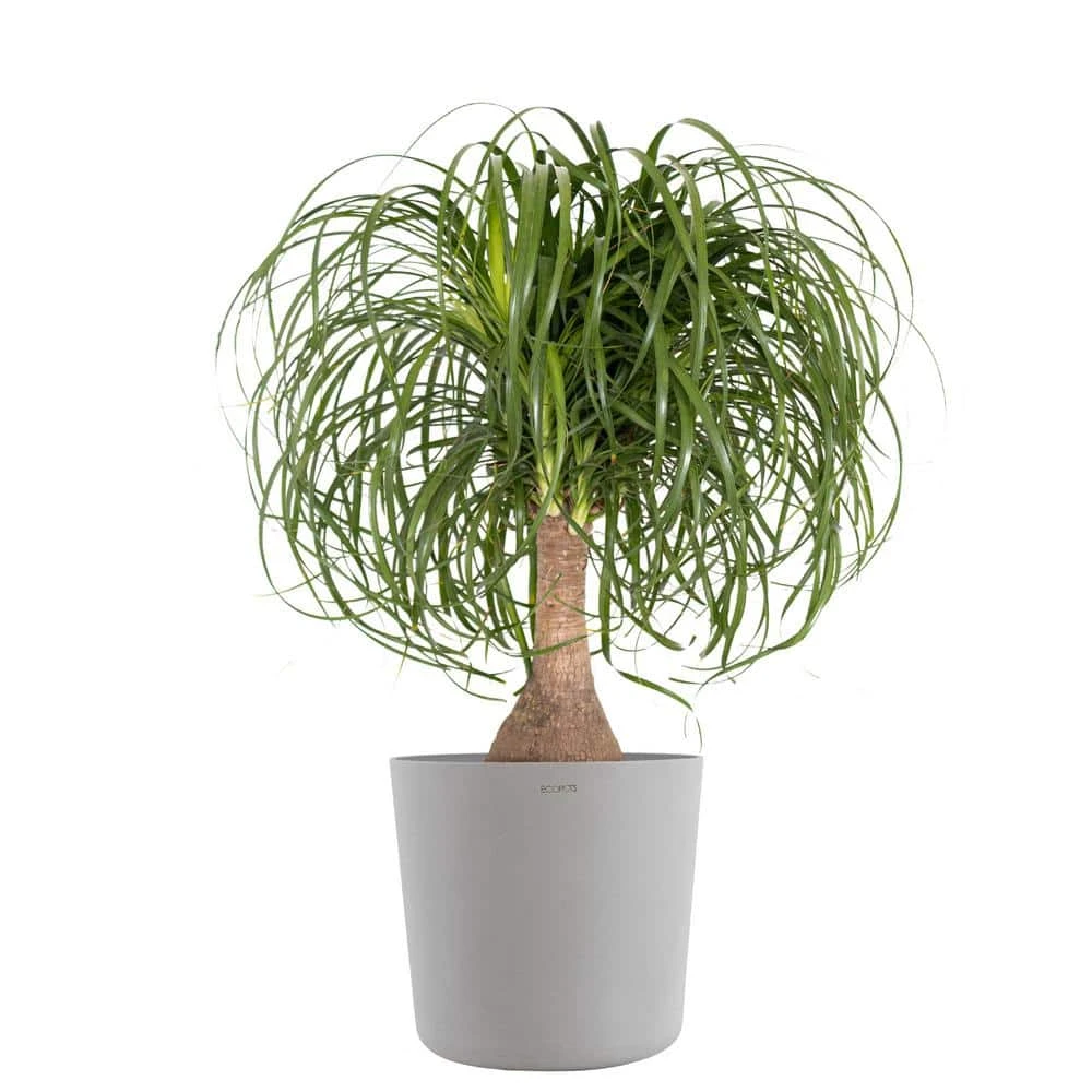 Ponytail Palm Beaucarnea Recurvata Elephants Foot Live Plant In 10 Inch Premium Sustainable Ecopots White Grey Pot 1 Ponytail Palm Beaucarnea Recurvata Elephants Foot Live Plant In 10 Inch Premium Sustainable Ecopots White Grey Pot