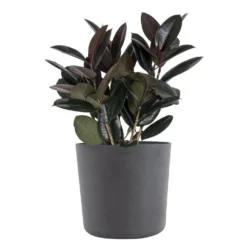 Burgundy Rubber Plant Live Ficus Burgundy Indoor Outdoor Plant In 10 In. Premium Ecopots Gray