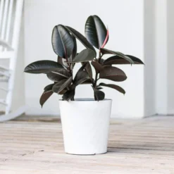 Burgundy Rubber Plant Live Ficus Elastica Indoor Outdoor Plant In 10 Inch Premium Sustainable Ecopots Pure White Pot 9 Burgundy Rubber Plant Live Ficus Elastica Indoor Outdoor Plant In 10 Inch Premium Sustainable Ecopots Pure White Pot -United Nursery united nursery house plants fburgandy10pw 31 1000