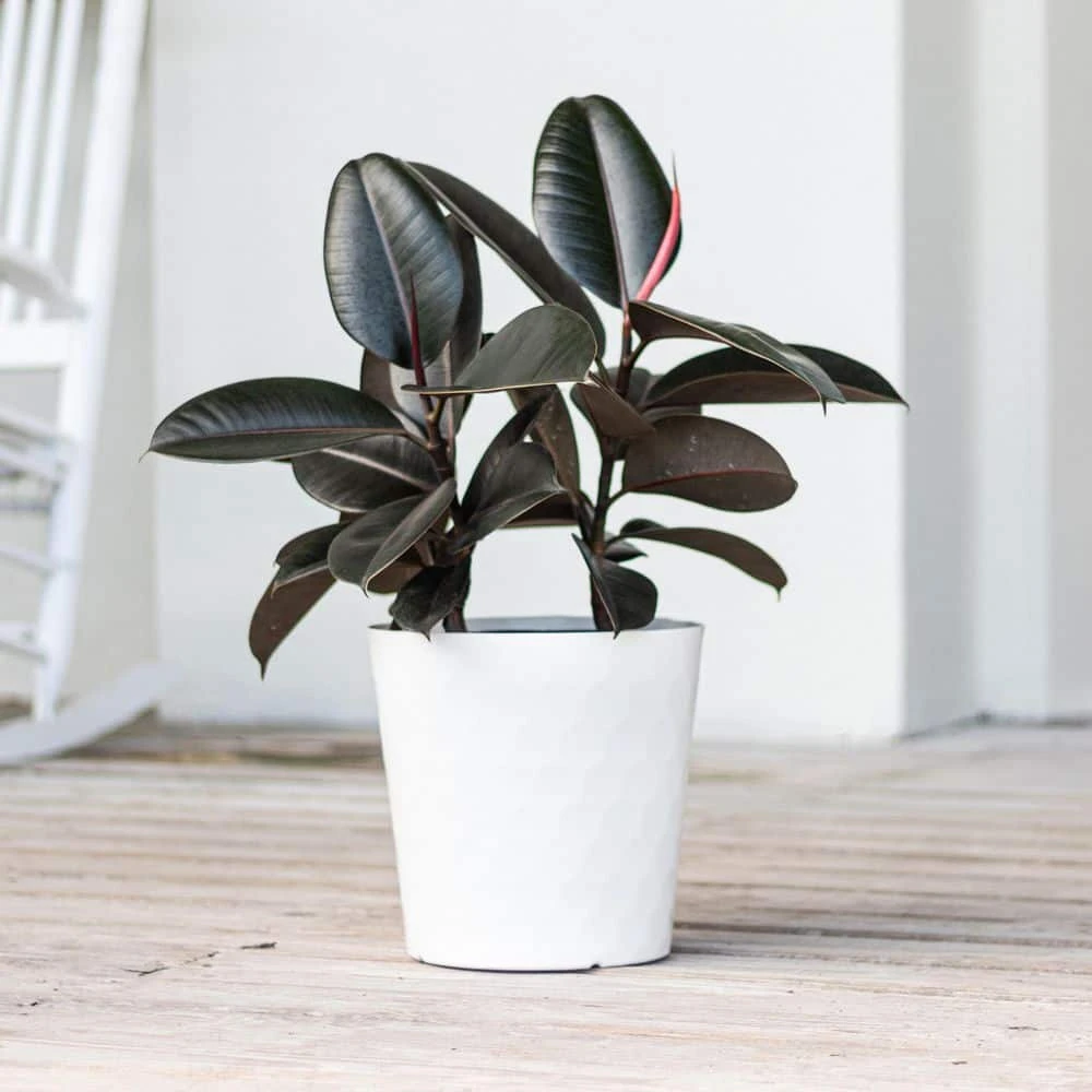 Burgundy Rubber Plant Live Ficus Elastica Indoor Outdoor Plant In 10 Inch Premium Sustainable Ecopots Pure White Pot 5 Burgundy Rubber Plant Live Ficus Elastica Indoor Outdoor Plant In 10 Inch Premium Sustainable Ecopots Pure White Pot - Image 5