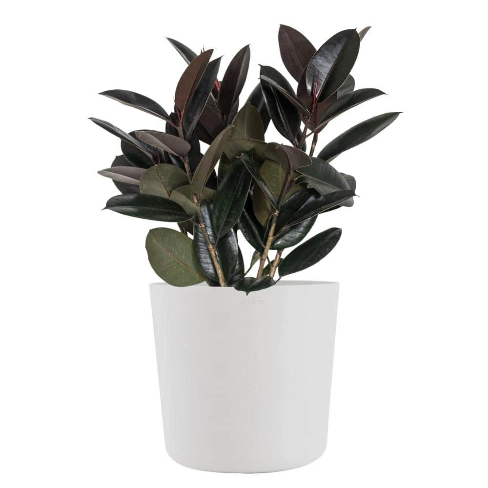 Burgundy Rubber Plant Live Ficus Elastica Indoor Outdoor Plant In 10 Inch Premium Sustainable Ecopots Pure White Pot 1 Burgundy Rubber Plant Live Ficus Elastica Indoor Outdoor Plant In 10 Inch Premium Sustainable Ecopots Pure White Pot
